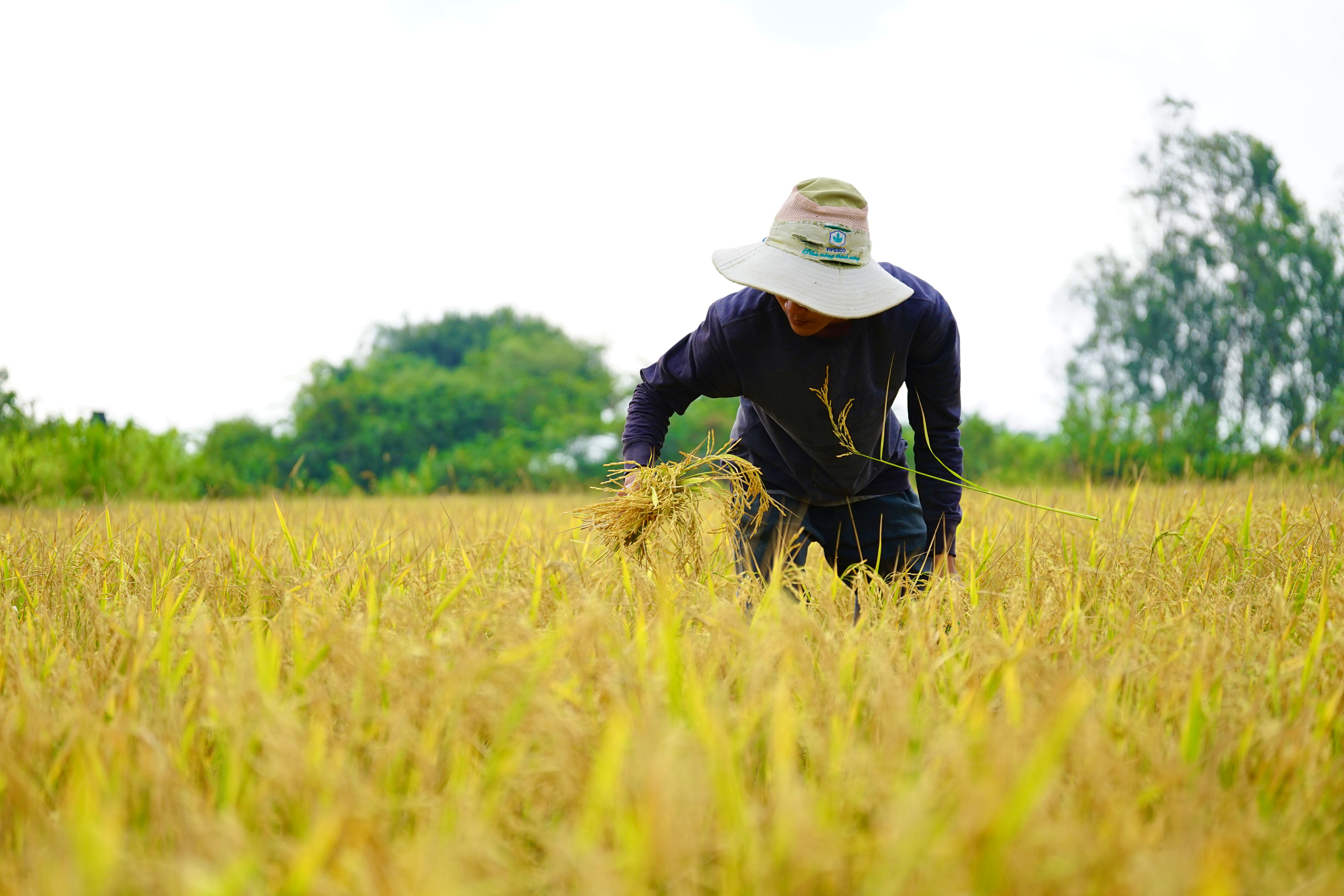 Tiên phong mở lối